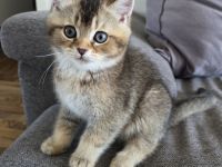 Wunderschönes BKH-Kitten Golden Shaded, männlich