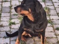 Rottweiler Hündin, 7 J., sucht DRINGEND neues Zuhause