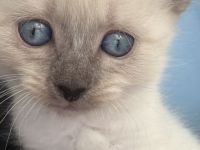 Siam Blue Piont