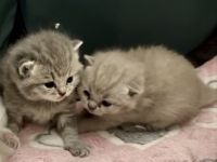 Britisch Kurzhaar Kitten
