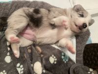 Border Collie Welpen