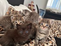 BHK Kitten