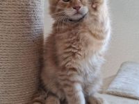 Nur noch ein🐱verschmuster und bildhübscher kleiner maine coon kater zu haben