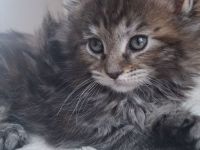 Nur noch 1 kater und ein kätzchen zu haben, reinrassige verschmuste kleine maine coon kitten🐱