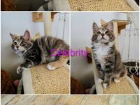 Reinrassige Kurilian Bobtail Kitten.