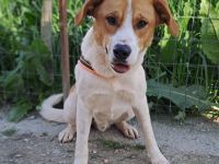 Snoopy, 04/25 - verspielter Junghund sucht Familie