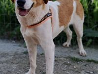 Snoopy, 04/25 - verspielter Junghund sucht Familie