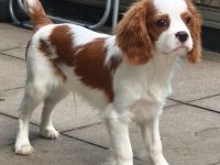 Cavalier King Charles Welpen
