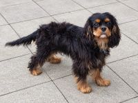 Cavalier King Charles Welpen