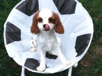 Cavalier King Charles Welpen
