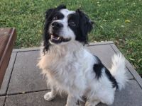 Emil, kleiner Kerl - sehr ruhig und absolut verträglich - ein toller Familienhund