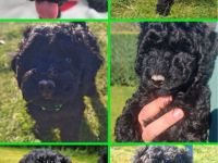 Nur noch Havapoo Rocky sucht sein Traum Zuhause