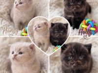 Reinrassige BKH Kitten