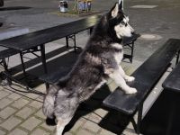 Reinrassiger Siberian Husky „Blu“ (8 Jahre) sucht ein liebevolles Zuhause mit Herz und Zeit
