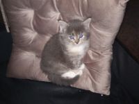 Maine coon xxl kitten blacksilver/smoke tabby white  mit sehr schöne Augen
