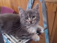 Maine coon xxl Weibchen kitten reinrassig blau silver tabby White mit wunderschönen Augen
