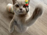 BKH Kitten mit Stammbaum 2 x geimpft