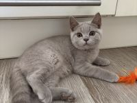BKH Kitten mit Stammbaum geimpft