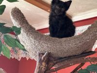 Maine Coon Lady in black