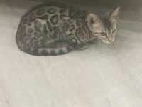 Wunderschöne Bengal Kitten sucht neues Zuhause