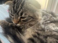Kater 30.12.2025 geboren