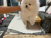 Verkaufe meine Pomeranian Zwergspitz Whastapp 01521 6112771
