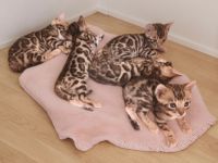 Wunderschöne reinrassige Bengalkitten mit Stammbaum