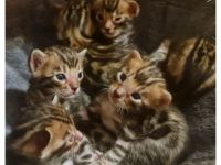 Wunderschöne reinrassige Bengalkitten mit Stammbaum