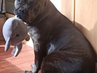 Kinderliebender Familienhund sucht ihr Für-immer-Zuhause