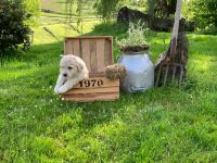 Aussiedoodle Welpen (noch zwei Rüden zu haben)