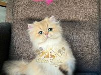 Topkwaliteit British Longhair Golden Kater