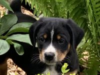 Appenzeller Sennenhund Welpen vom Bauernhof