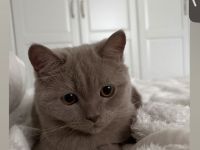 BKH Katzen