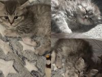 Maine coon & BKH Mix