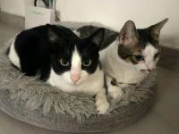 Coco und Burpee