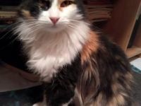 Katia, FIV positiv