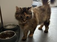 Kitten suchen neues Zuhause