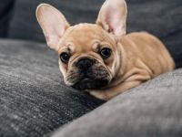 Suche französische Bulldogge Welpen Rüden
