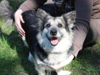 Xenia, Schäferhund-Dackel-Mix, geb. 2016 sucht ruhiges Zuhause als Einzelhündin