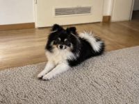 Ares Zwergspitz