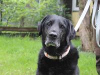 Benthley, Labrador-Mix, geb. 2014, ein lieber, ruhiger und ausgeglichener Senior