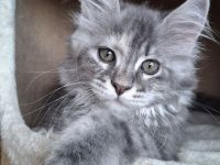 Maine Coon Kitten