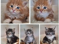Maine Coon Kitten Katze Kater