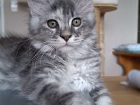 Maine Coon Kitten