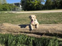 Betreuung für jungen Labrador gesucht