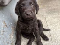 Wunderschöne Labradoodlewelpen