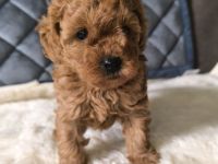 Toy Pudel Welpen
