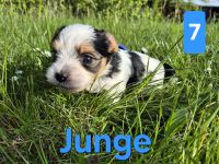 Biewer Yorkshire Terrier Welpen