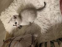 BKH Kitten
