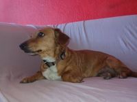 Dackel, Teckel Dachshund